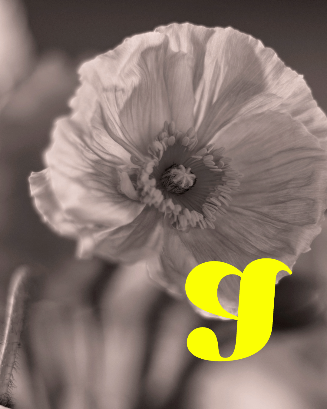 Large poppy flower in black and white with a yellow letter G in bottom right corner
