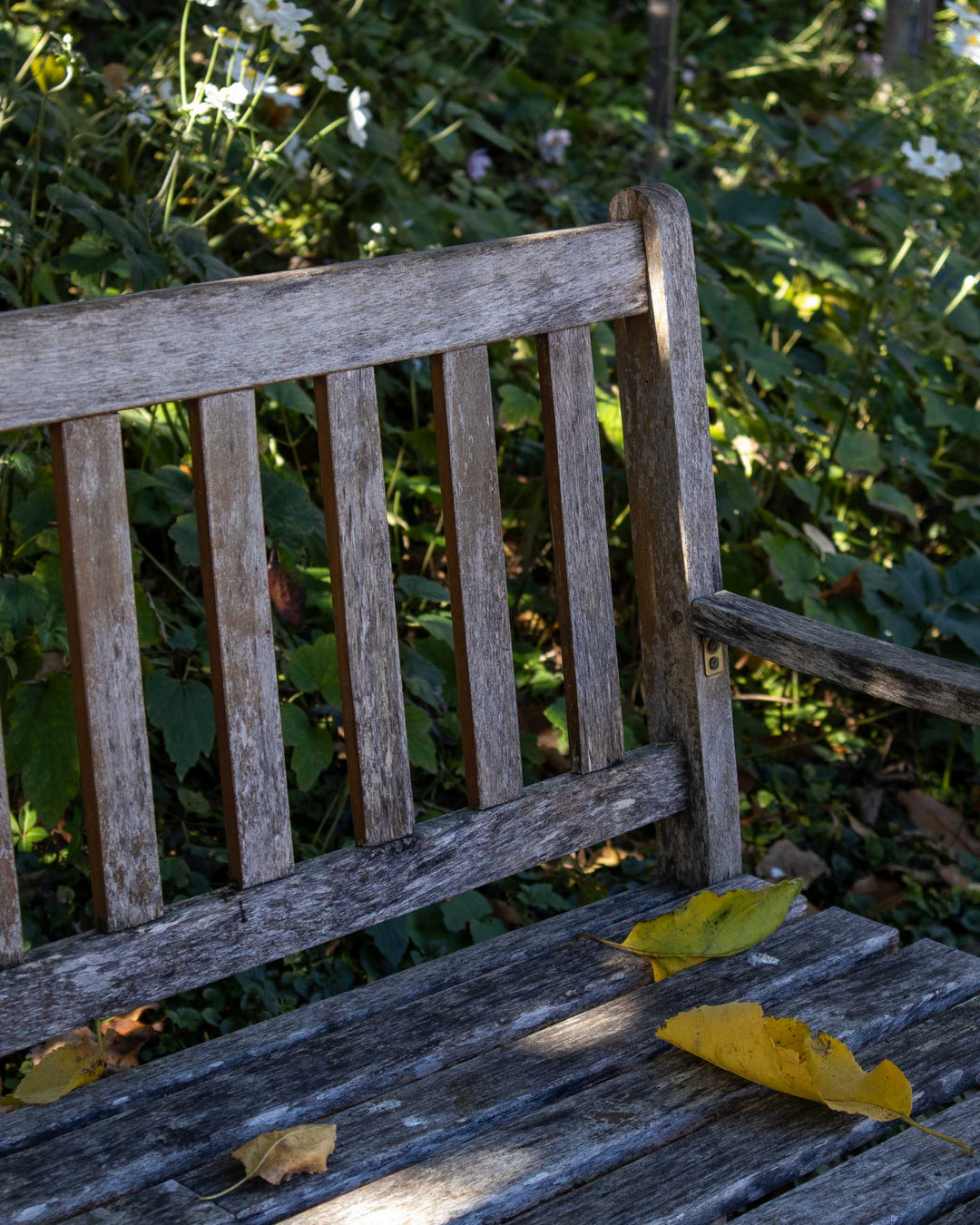 Wooden bench with leaves in a garden setting