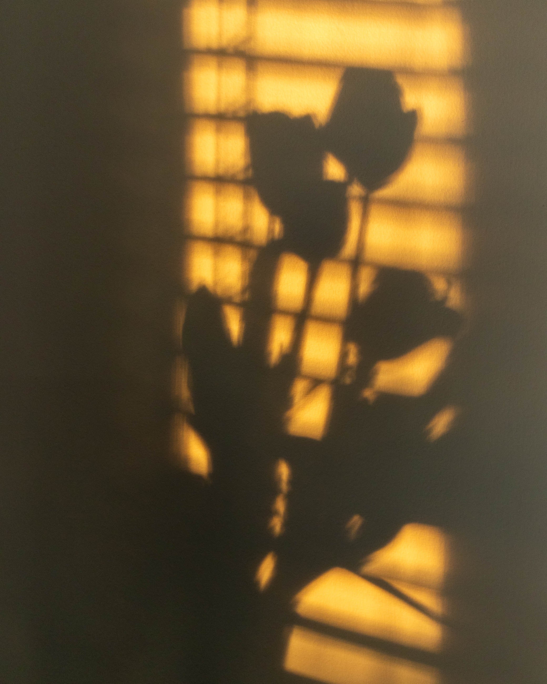 Shadow of tulips on a textured wall with light filtering through slats.