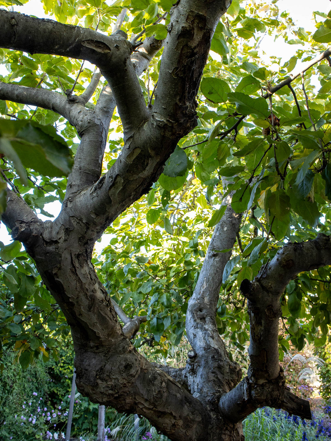Close-up of a tree with thick branches and green leaves