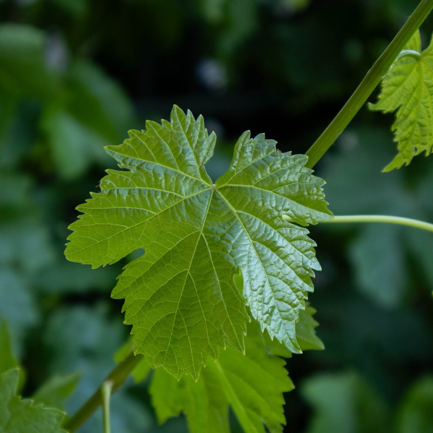 Close-up of a green vine leaf with a blurred green background