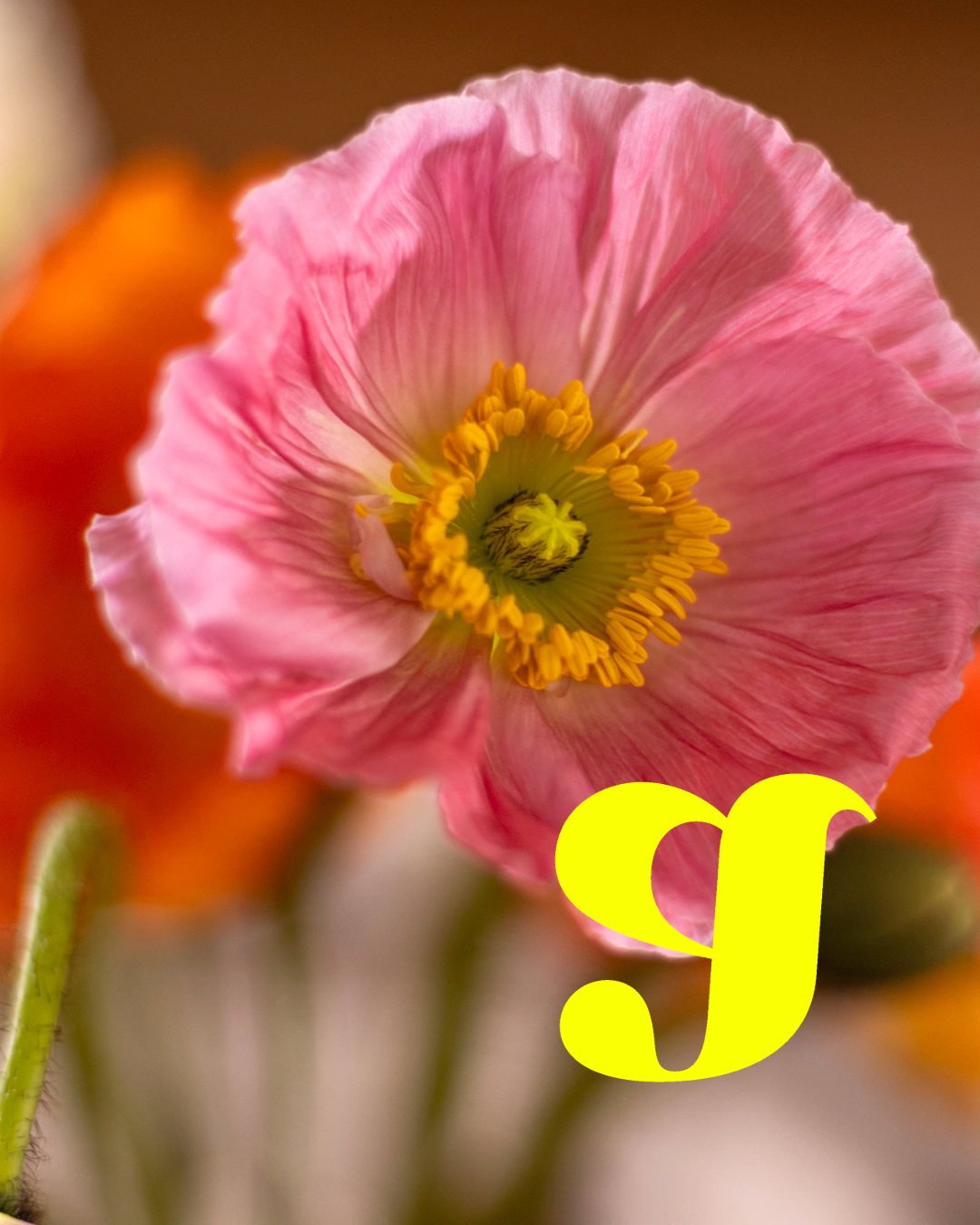 A large pink poppy flower with a stylised yellow letter G in the bottom right corner